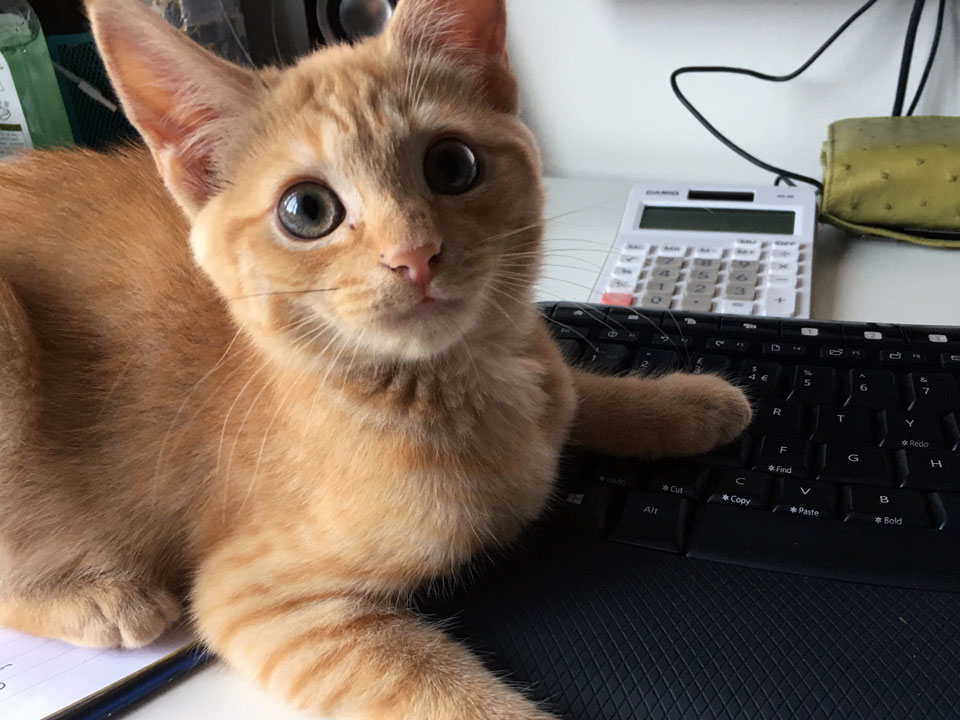 cat on bookkeepers keyboard