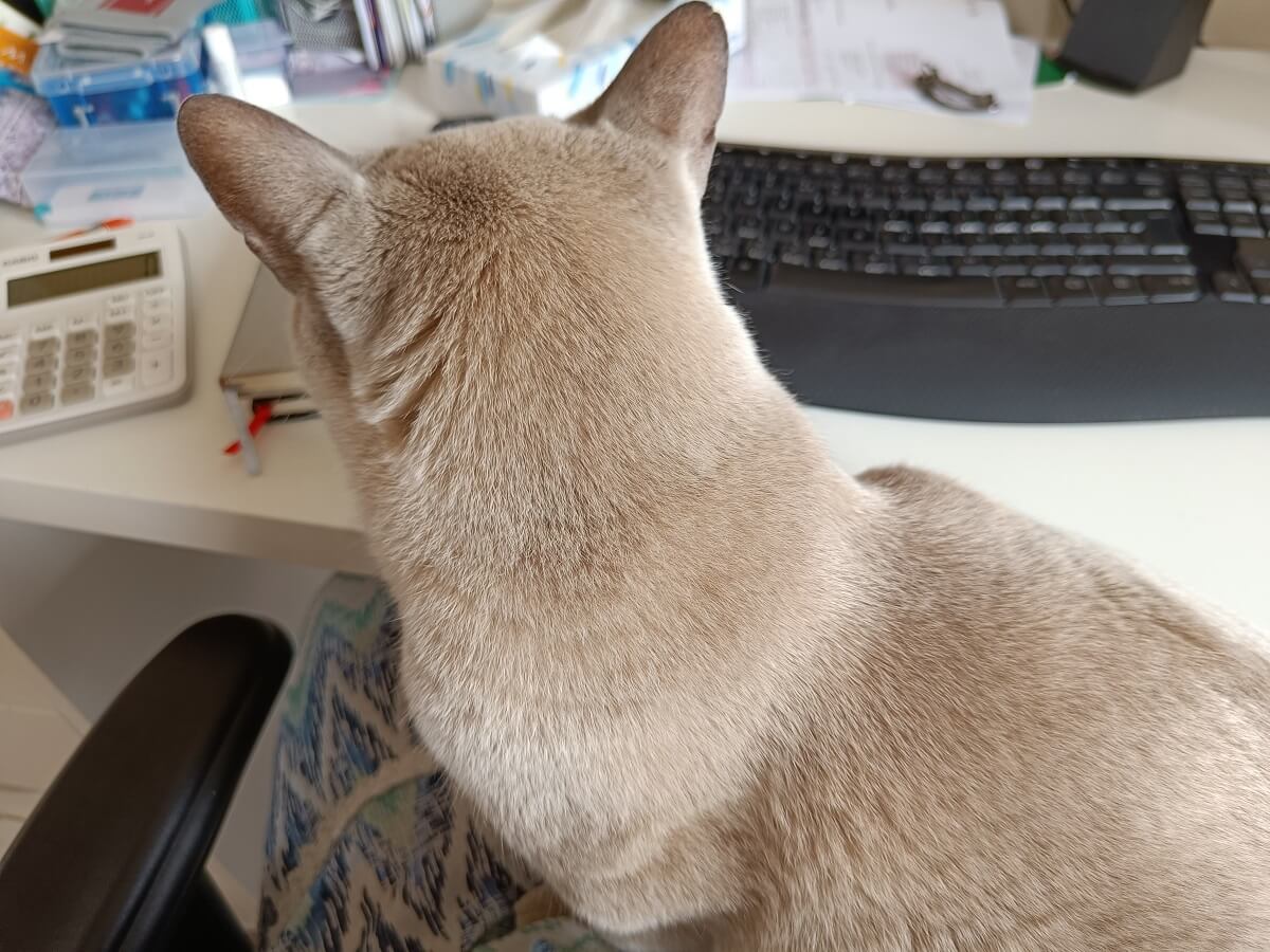 cat sitting on bookkeepers desk